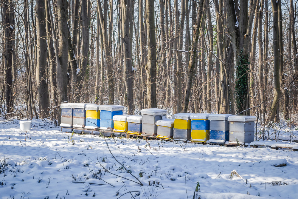 Včelařská praxe: Kalendárium – únor 25