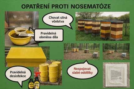 Včelařská praxe: Nosemóza včel – příznaky, přenos a prevence