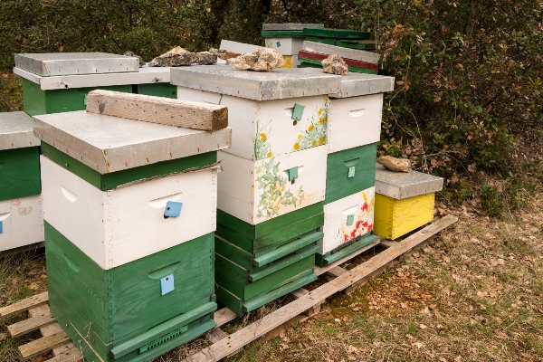 Kam umístit včelí úl