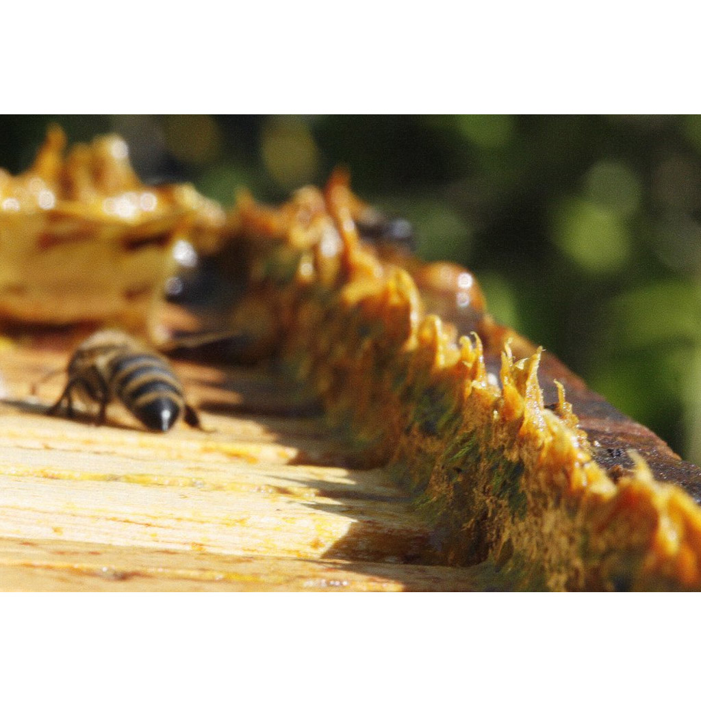 Pleva Propolis surový - 20g, včelařské potřeby, kvalitní vybavení, praktické použití