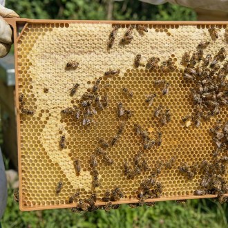 Celoplastový rámek r.m. 39x24 - 3 gen. - termoplast - hnědý, včelařské potřeby, vybavení úlu, fotografie produktu